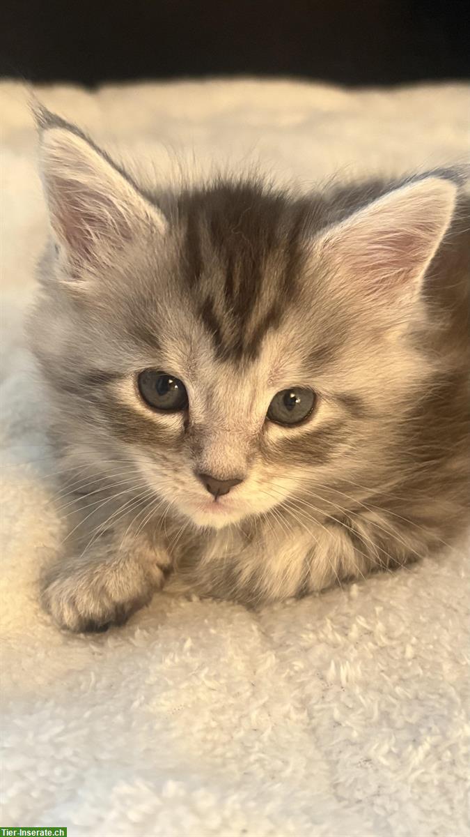 Bild 2: Süsse Maine Coon Mix Kitten