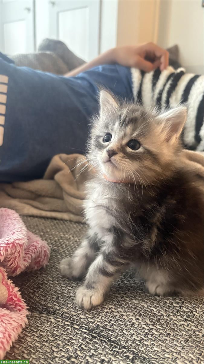 Bild 3: Süsse Maine Coon Mix Kitten
