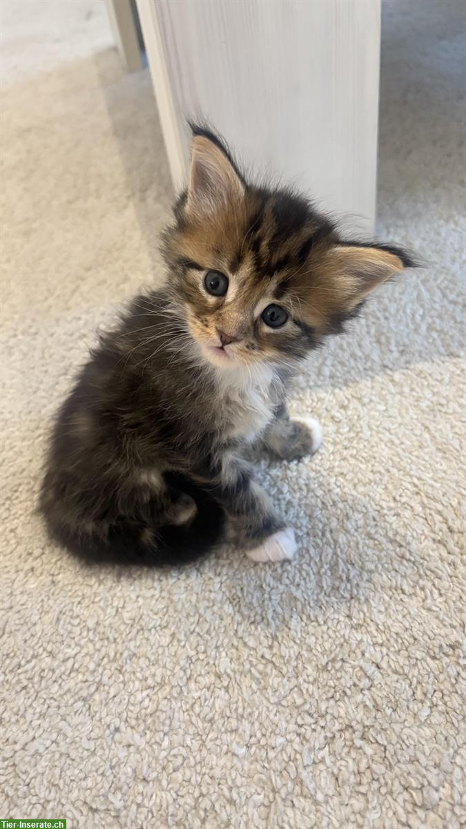 Bild 5: Süsse Maine Coon Mix Kitten