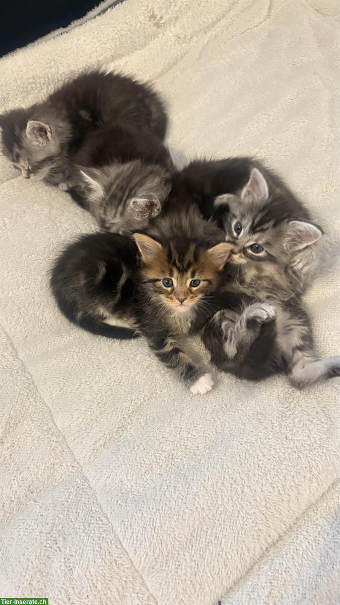 Bild 6: Süsse Maine Coon Mix Kitten