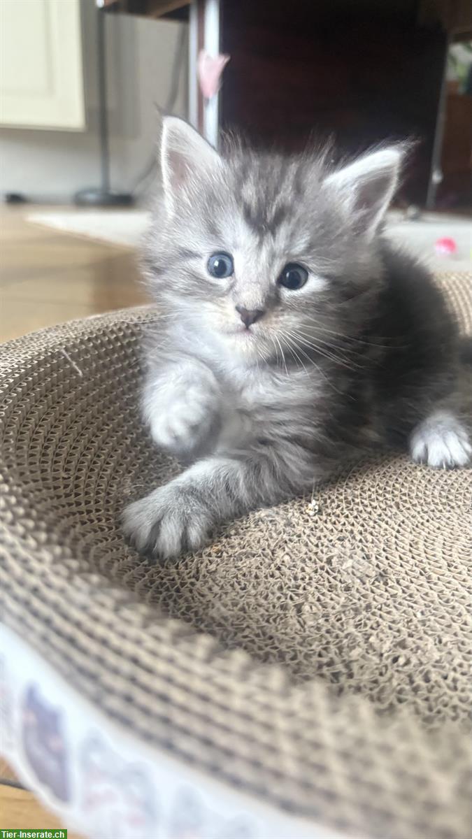 Bild 7: Süsse Maine Coon Mix Kitten