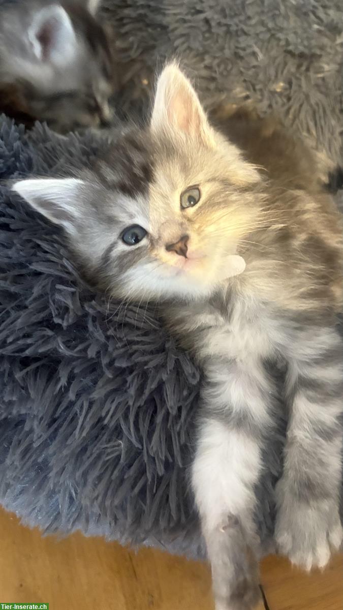 Bild 8: Süsse Maine Coon Mix Kitten