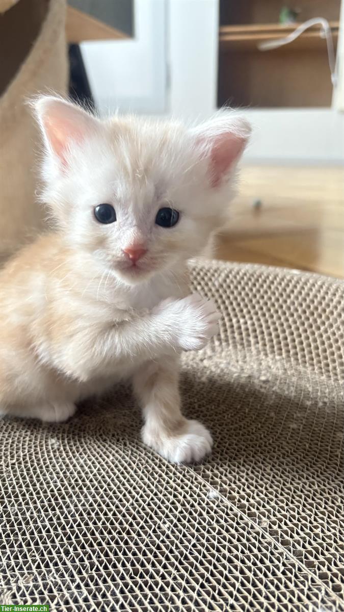 Bild 9: Süsse Maine Coon Mix Kitten