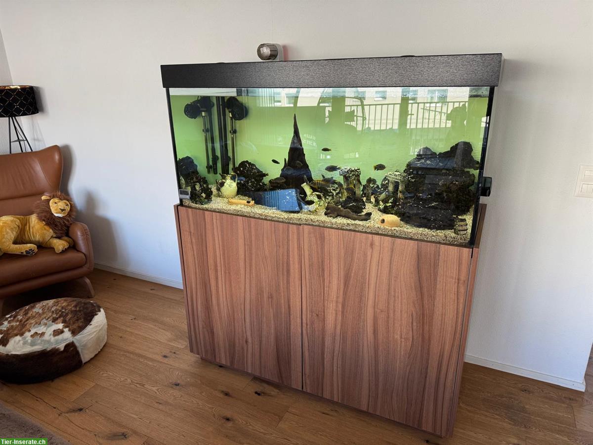 Wunderschönes Aquarium mit Malawi-Fische & Zubehör