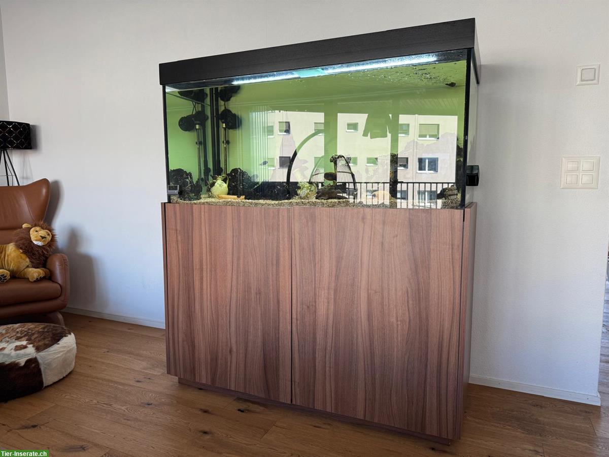 Bild 2: Wunderschönes Aquarium mit Malawi-Fische & Zubehör