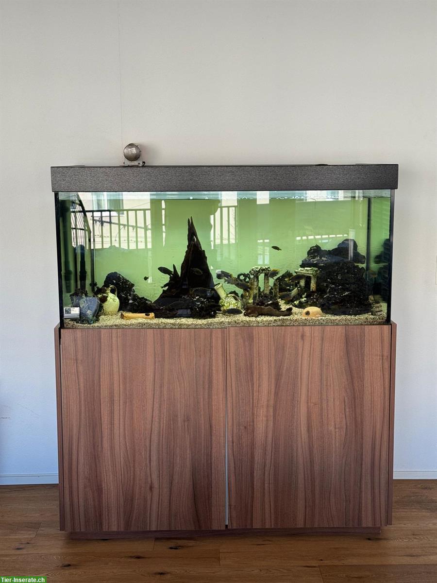 Bild 3: Wunderschönes Aquarium mit Malawi-Fische & Zubehör