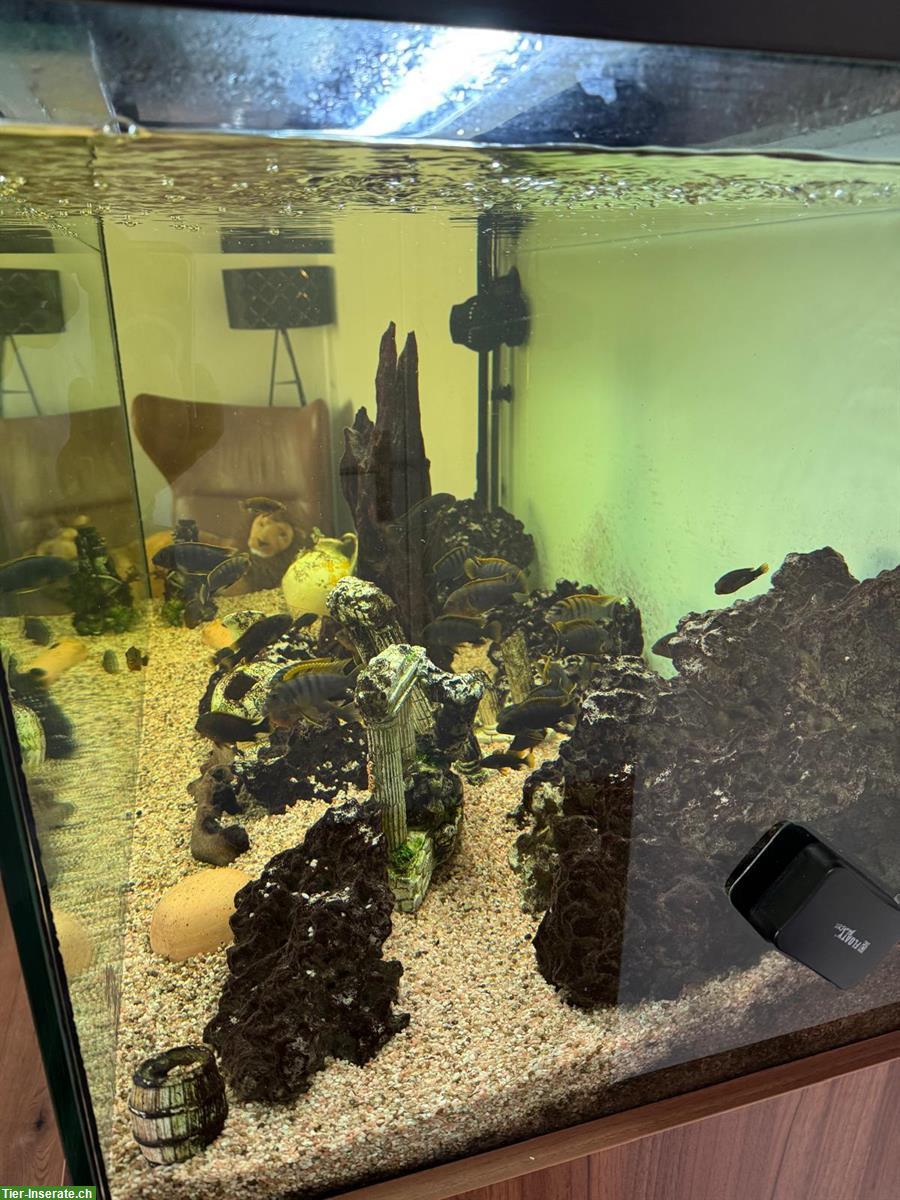 Bild 5: Wunderschönes Aquarium mit Malawi-Fische & Zubehör