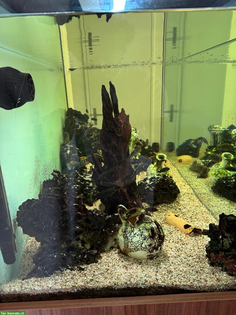 Bild 6: Wunderschönes Aquarium mit Malawi-Fische & Zubehör