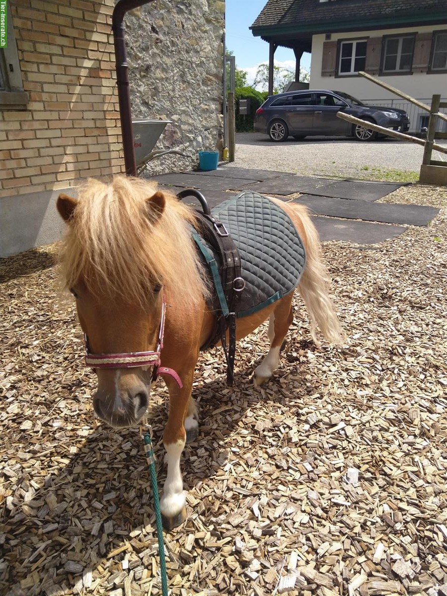 Mini Shetty Wallach, 5-jährig zu verkaufen