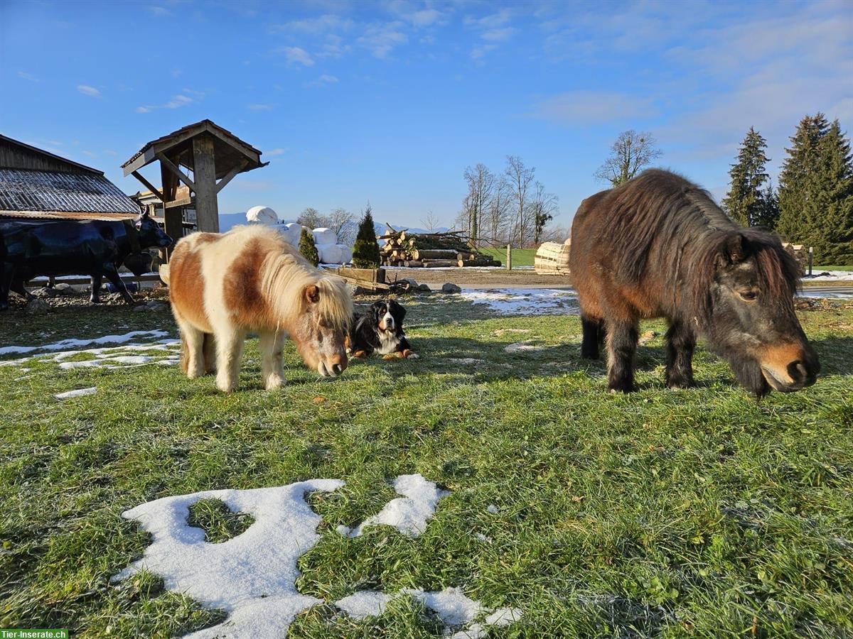 Shetland-Pony Stuten suchen zusammen neues Plätzli