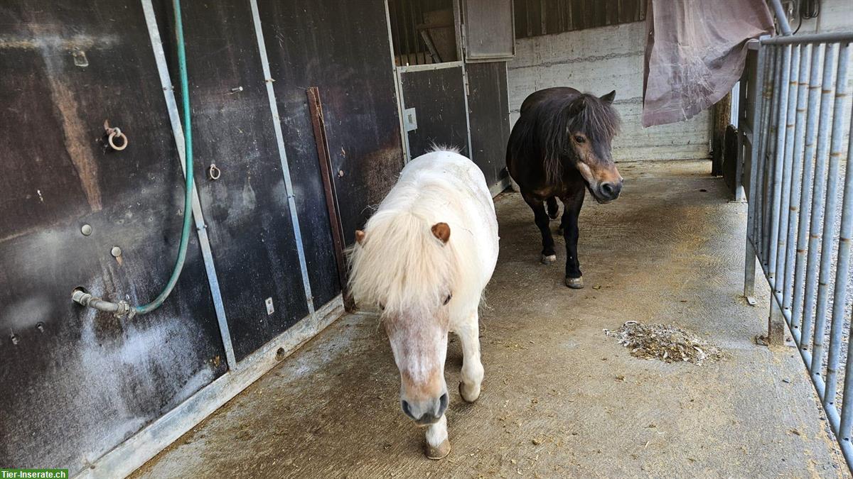Bild 2: Shetland-Pony Stuten suchen zusammen neues Plätzli