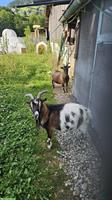 2 herzige Geissli (w) suchen ein neues Zuhause