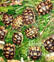 Landschildkröten Babys suchen ein Zuhause