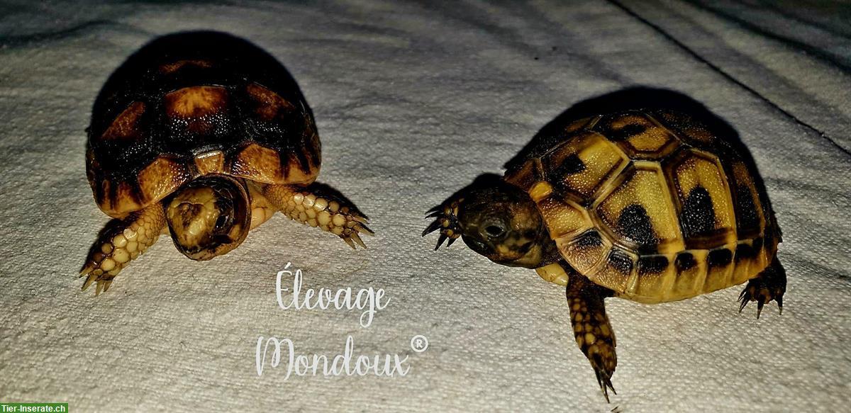 Bild 2: Landschildkröten Babys suchen ein Zuhause