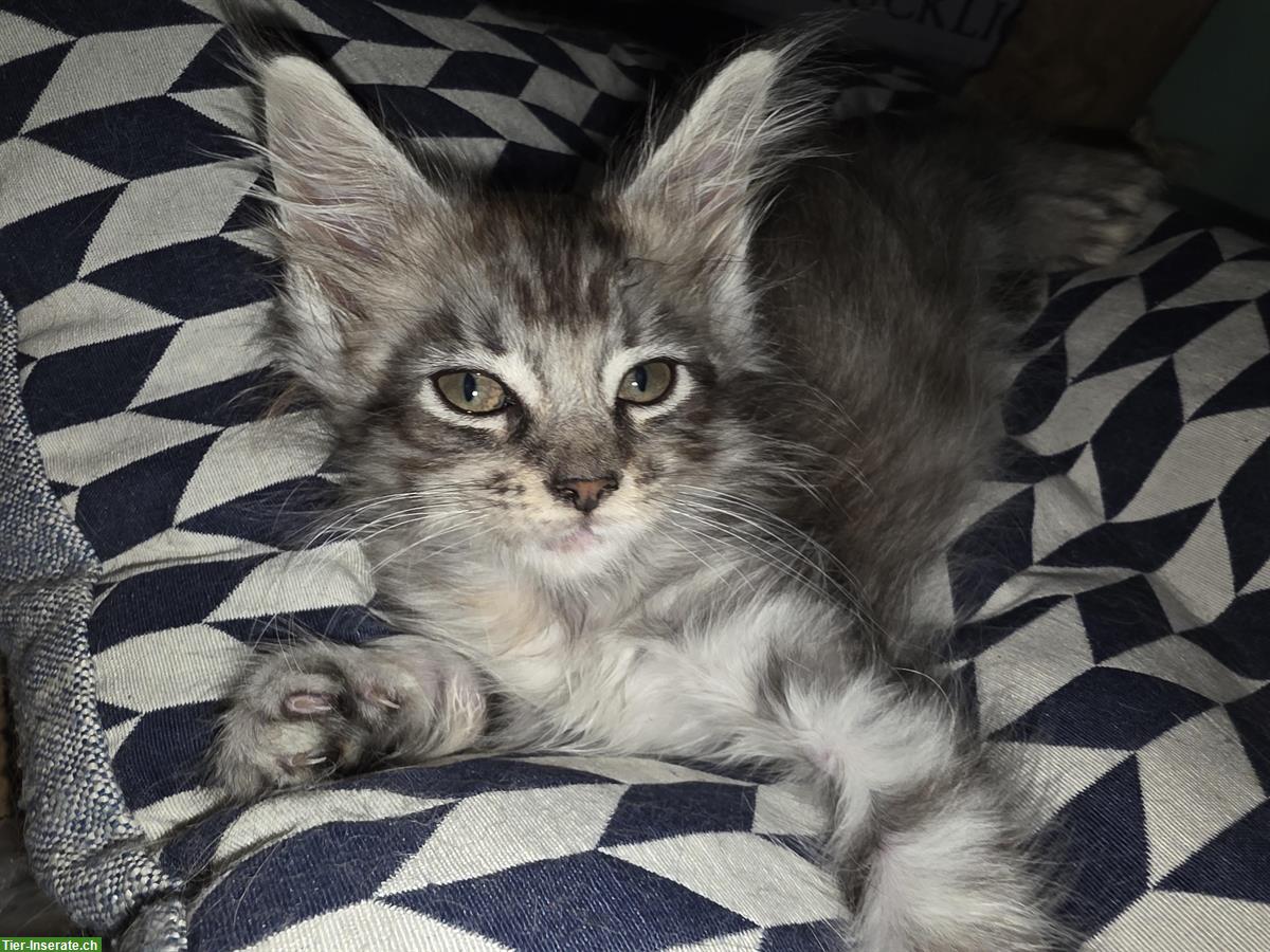 Maine Coon Kitten, Stubenrein