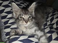 Maine Coon Kitten, Stubenrein