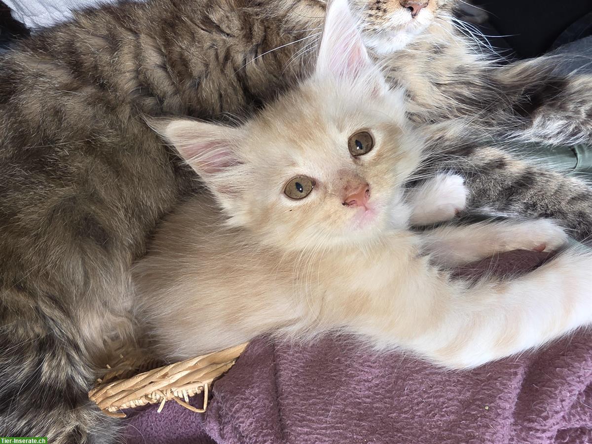 Bild 2: Maine Coon Kitten, Stubenrein