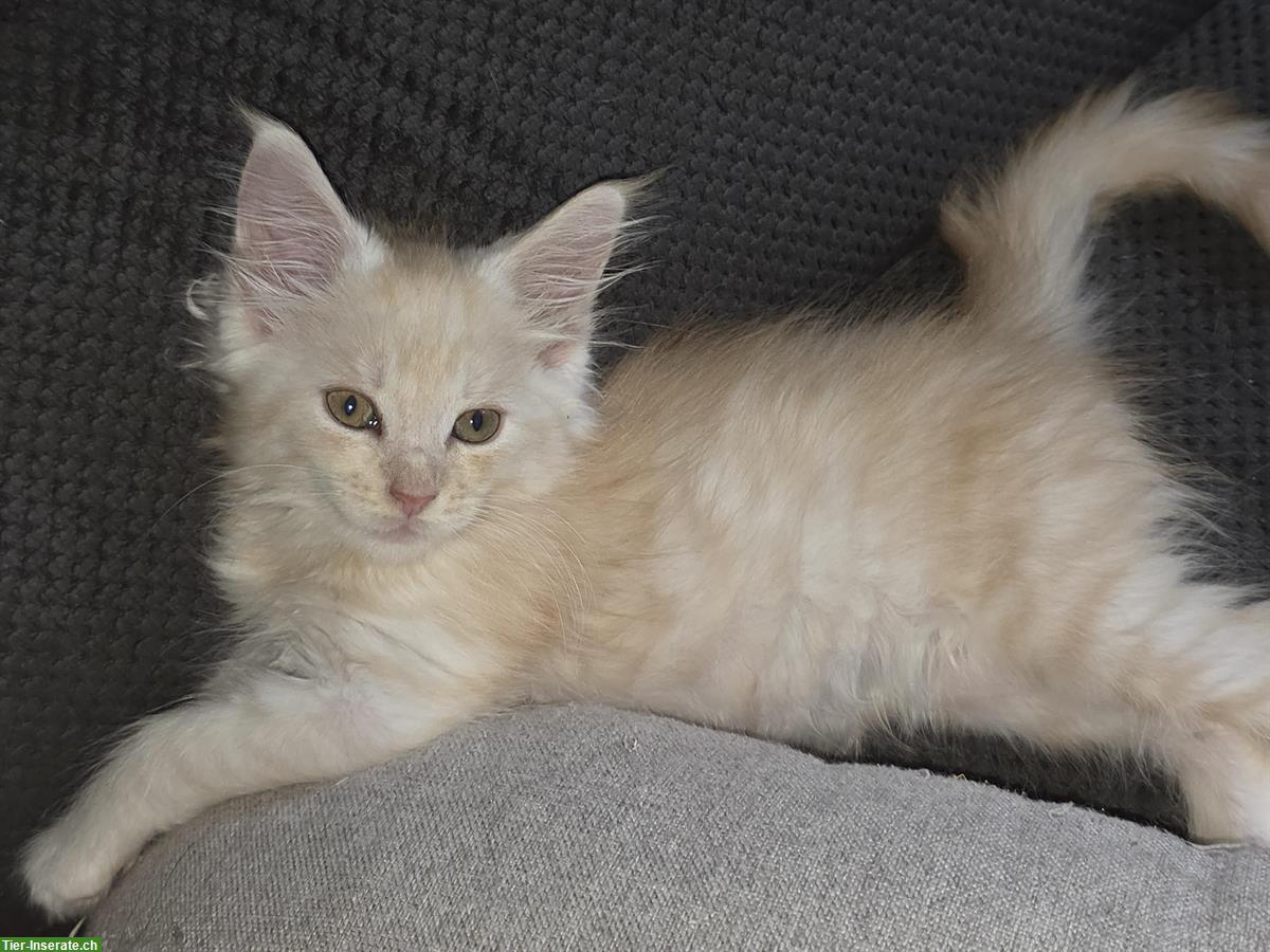 Bild 3: Maine Coon Kitten, Stubenrein