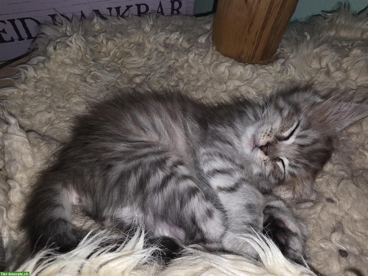Bild 4: Maine Coon Kitten, Stubenrein