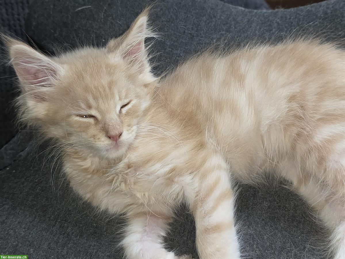 Bild 5: Maine Coon Kitten, Stubenrein
