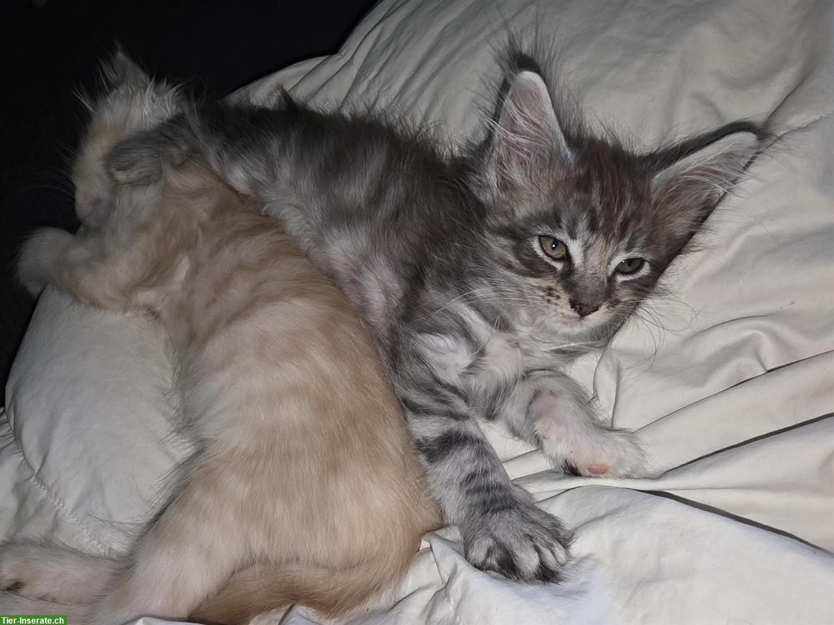 Bild 6: Maine Coon Kitten, Stubenrein