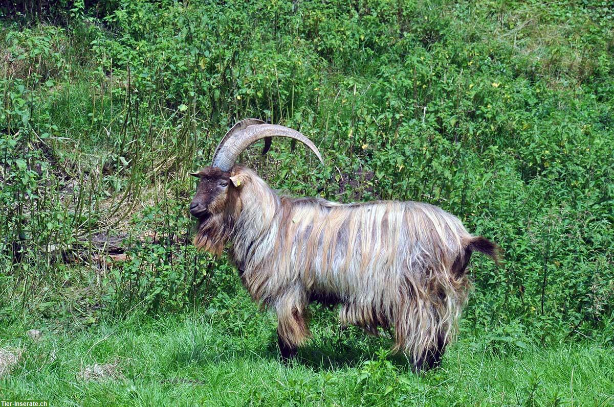 Stiefelgeissbock zum Decken