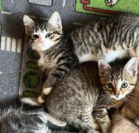 Junge zahme Hauskatzen, stubenrein