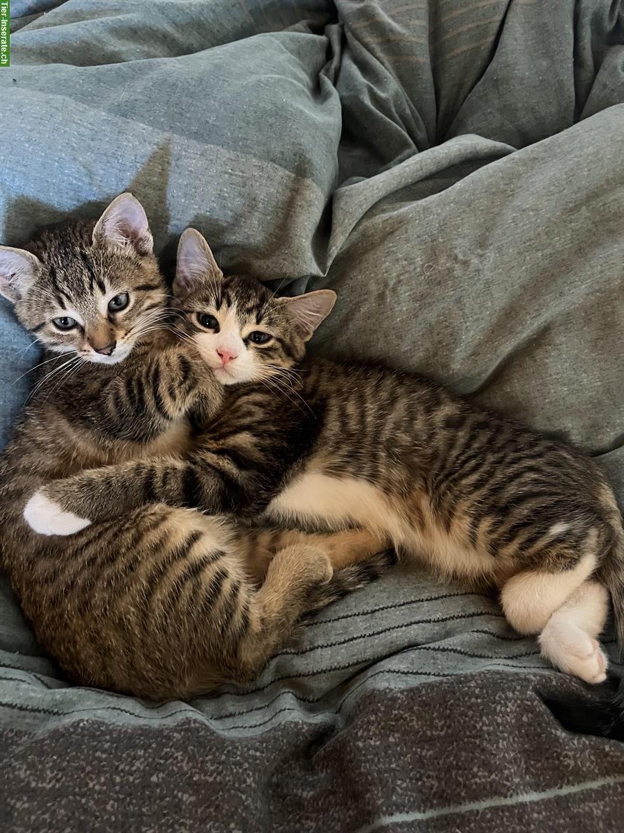 Bild 2: Junge zahme Hauskatzen, stubenrein