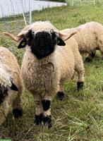 Junger Walliser Schwarznasen Widder sucht neue Herde