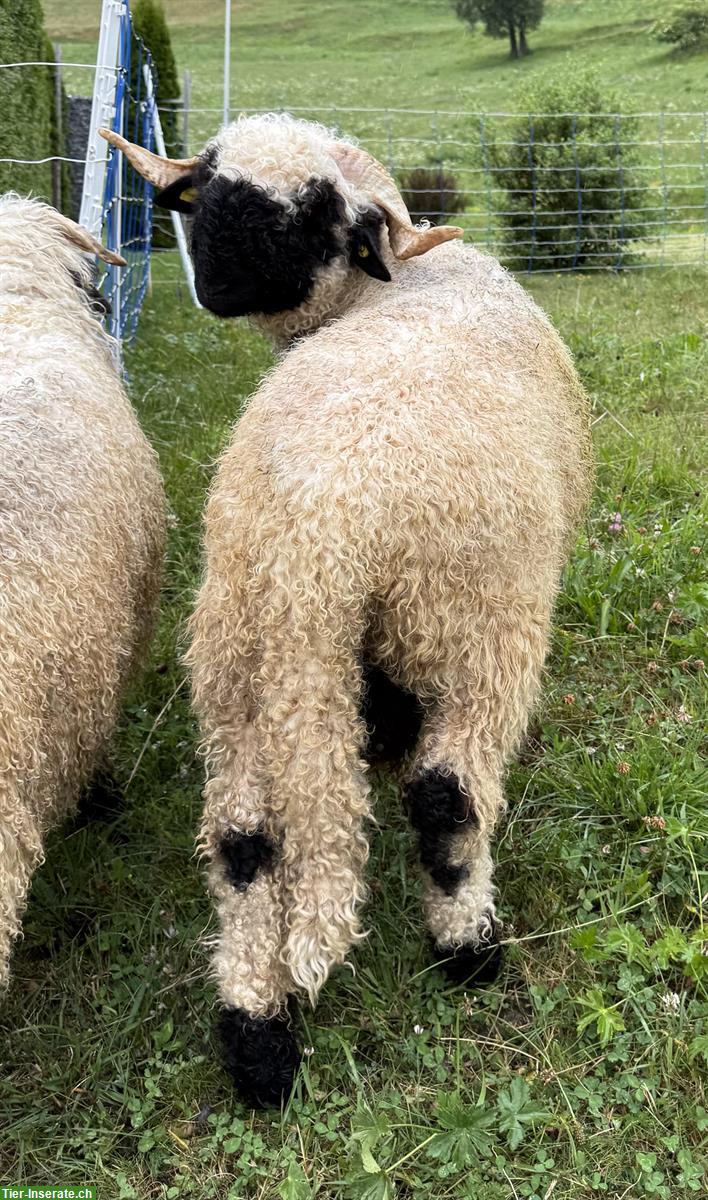 Bild 2: Junger Walliser Schwarznasen Widder sucht neue Herde