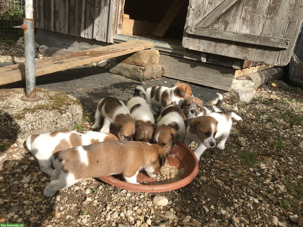 Chiots Jack Russel pure race