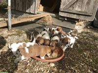 Chiots Jack Russel pure race
