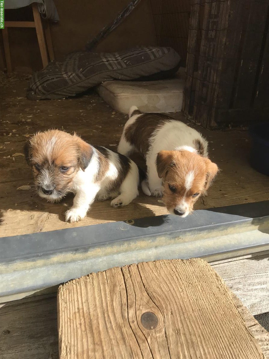 Bild 2: Chiots Jack Russel pure race