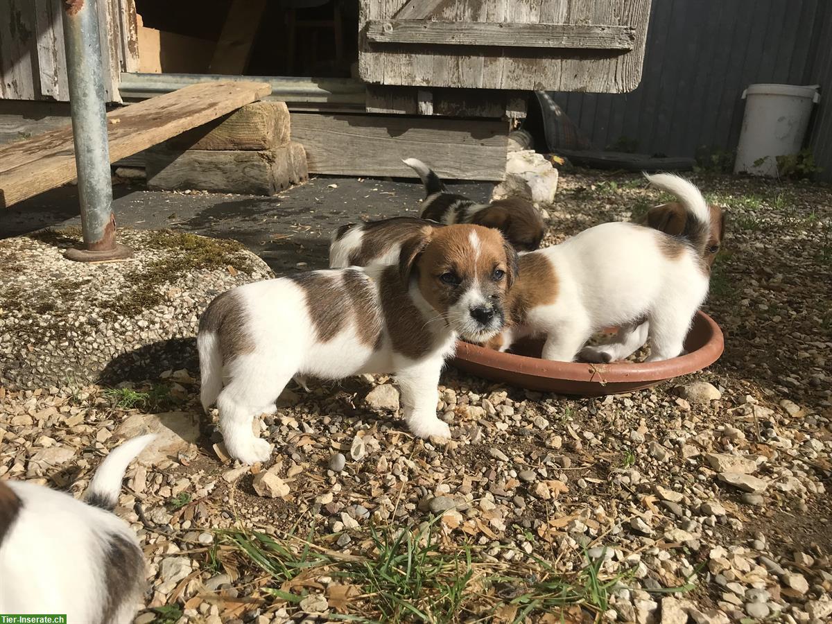 Bild 3: Chiots Jack Russel pure race
