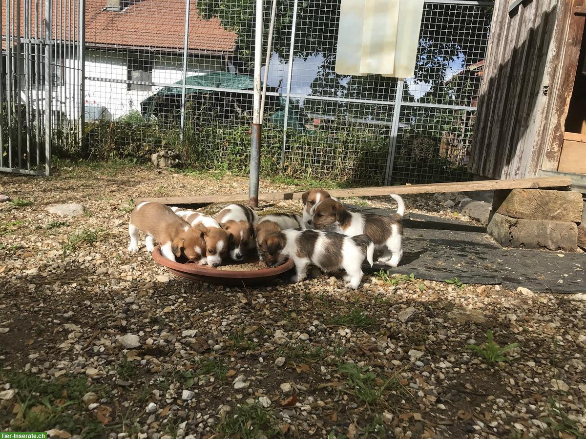Bild 4: Chiots Jack Russel pure race