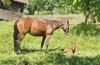 Wunderschöne deutsche Reitpony Stute mit Fohlen