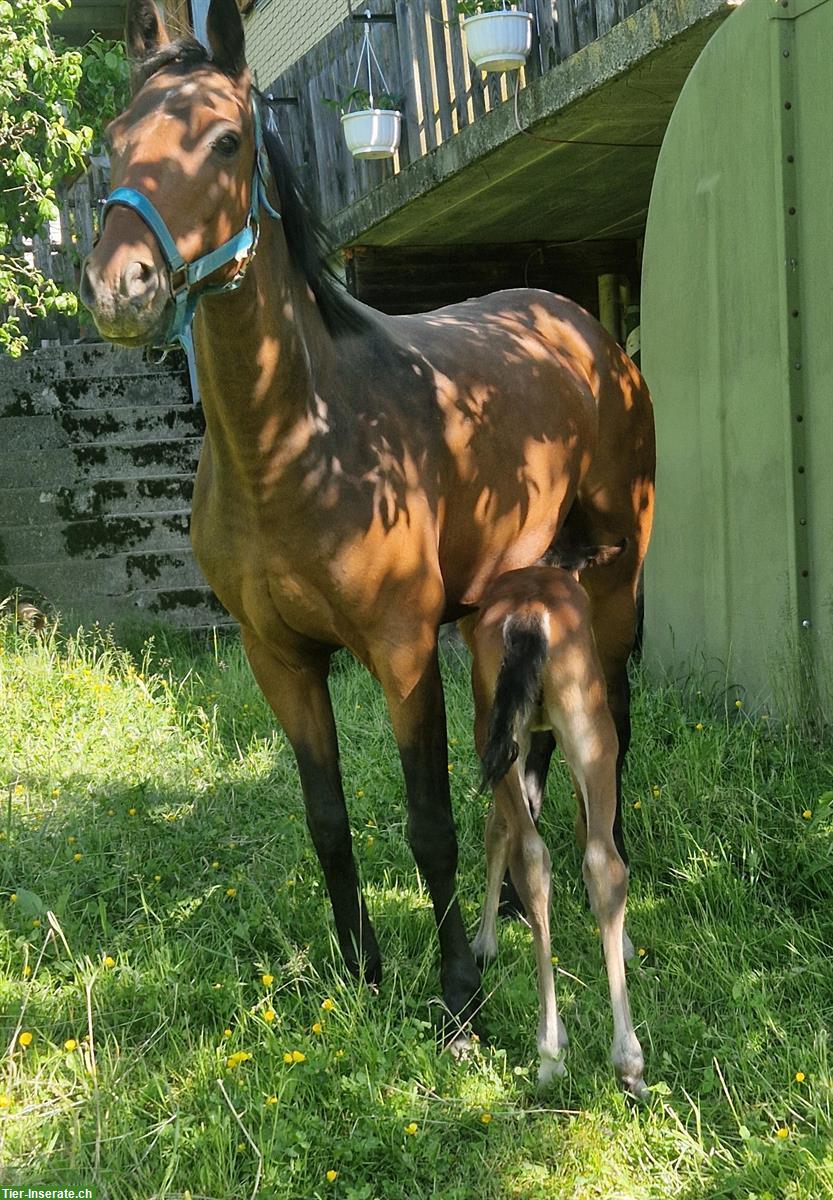 Bild 2: Wunderschöne deutsche Reitpony Stute mit Fohlen