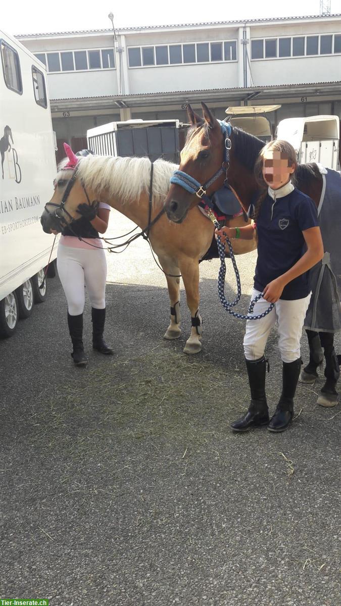 Bild 3: Wunderschöne deutsche Reitpony Stute mit Fohlen