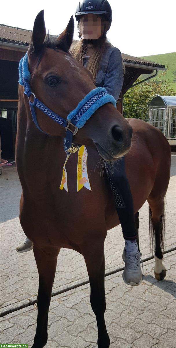 Bild 4: Wunderschöne deutsche Reitpony Stute mit Fohlen