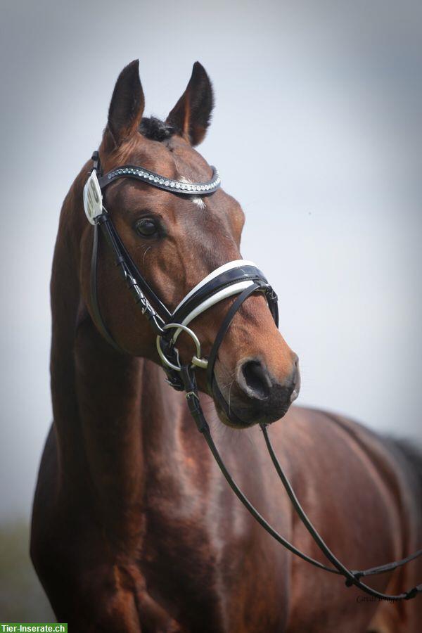 Bild 5: Wunderschöne deutsche Reitpony Stute mit Fohlen