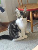 Reinrassige Maine Coon Kitten, weiblich & männlich