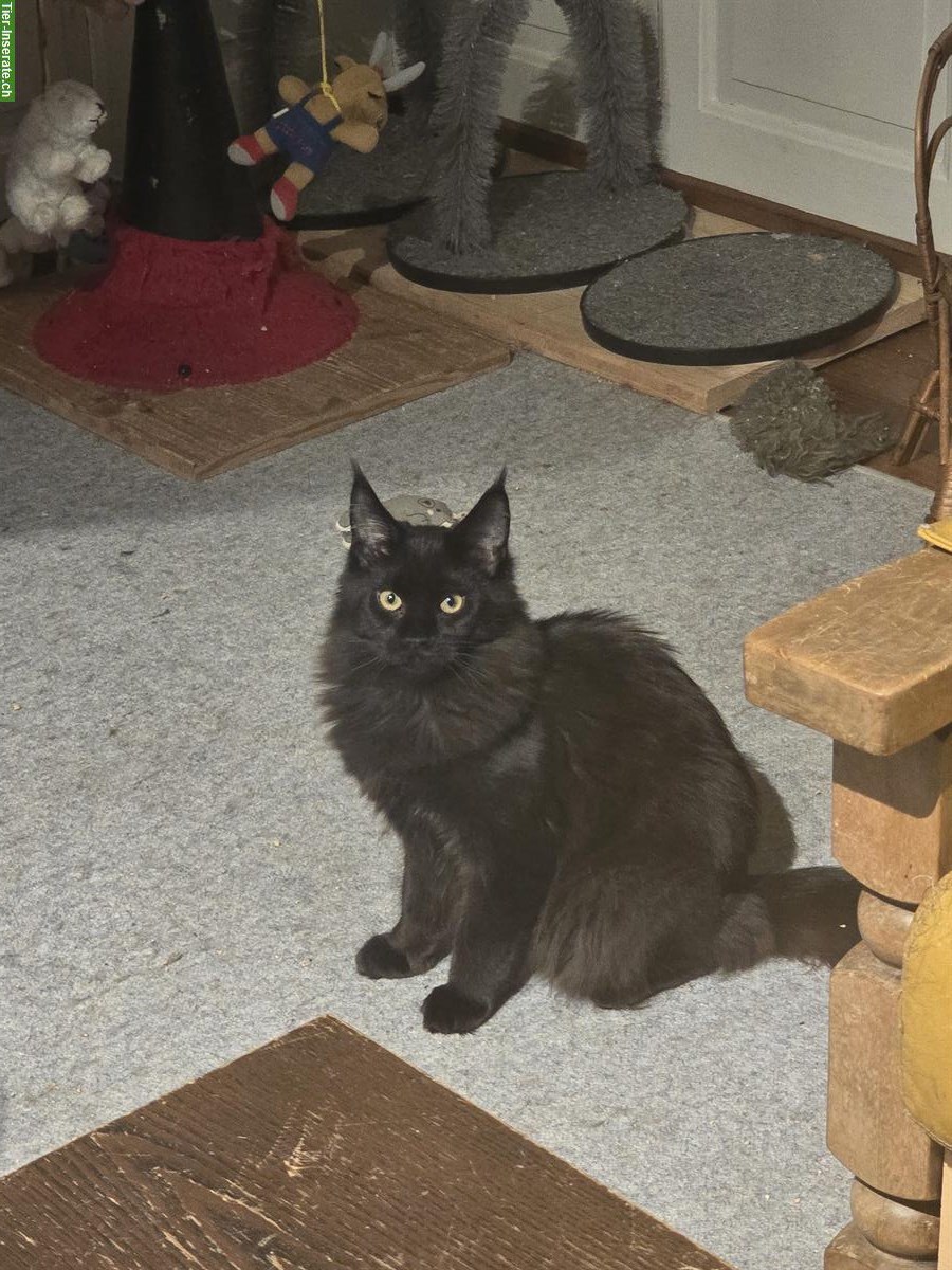 Bild 10: Reinrassige Maine Coon Kitten, weiblich & männlich