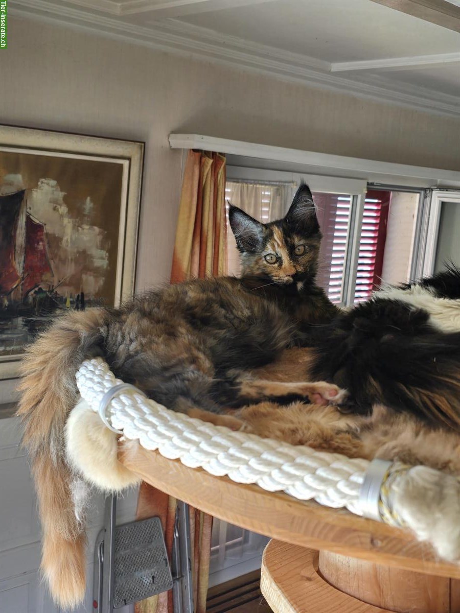 Bild 2: Reinrassige Maine Coon Kitten, weiblich & männlich