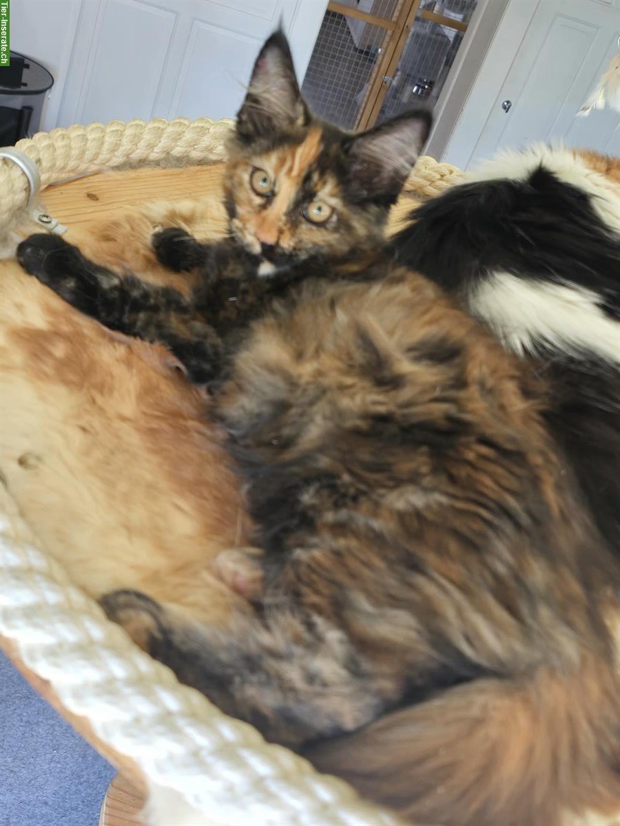 Bild 3: Reinrassige Maine Coon Kitten, weiblich & männlich