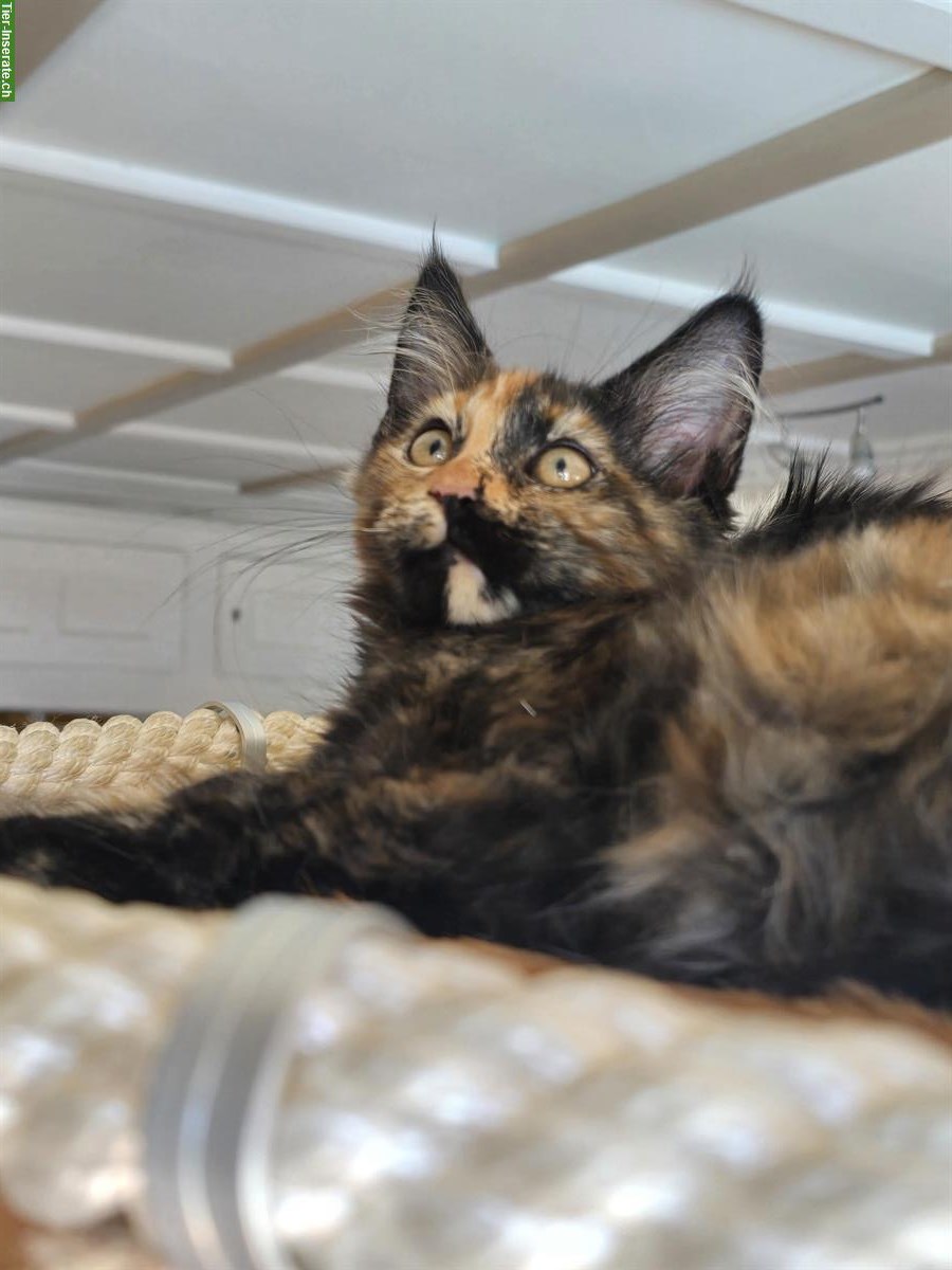 Bild 5: Reinrassige Maine Coon Kitten, weiblich & männlich