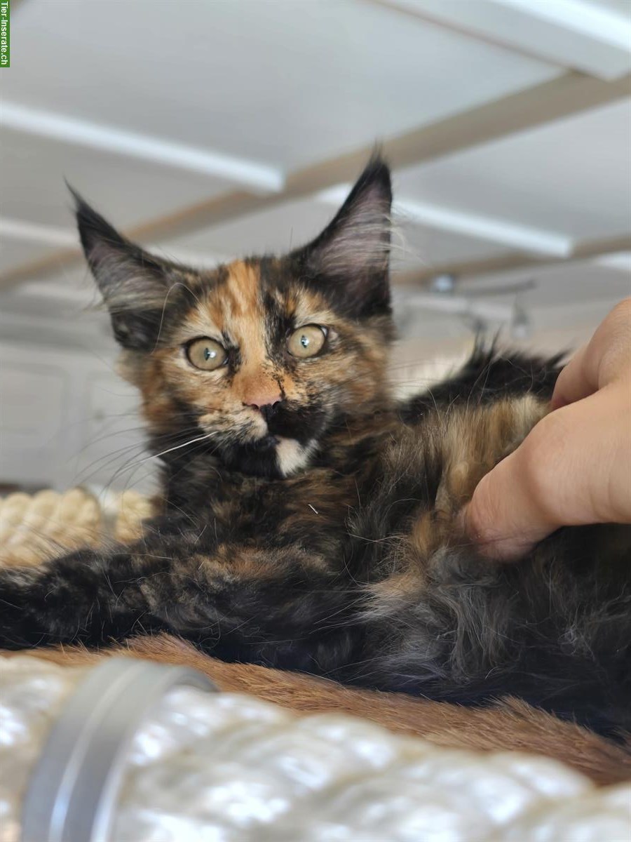 Bild 6: Reinrassige Maine Coon Kitten, weiblich & männlich