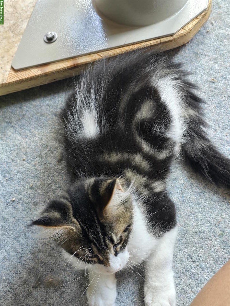 Bild 7: Reinrassige Maine Coon Kitten, weiblich & männlich