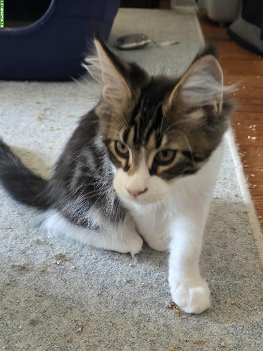 Bild 8: Reinrassige Maine Coon Kitten, weiblich & männlich