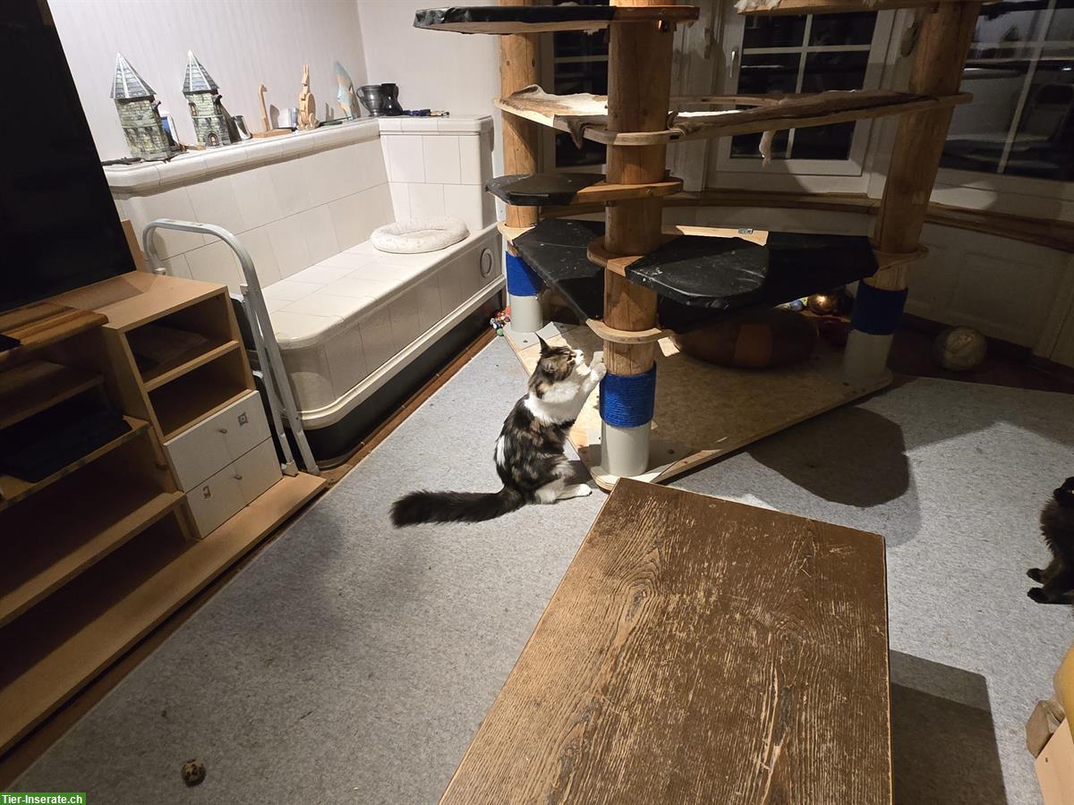 Bild 9: Reinrassige Maine Coon Kitten, weiblich & männlich