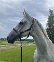 Charmanter Wallach sucht liebevolles Zuhause mit Herz & Aufgabe